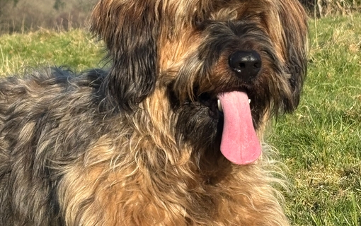 jeune chien