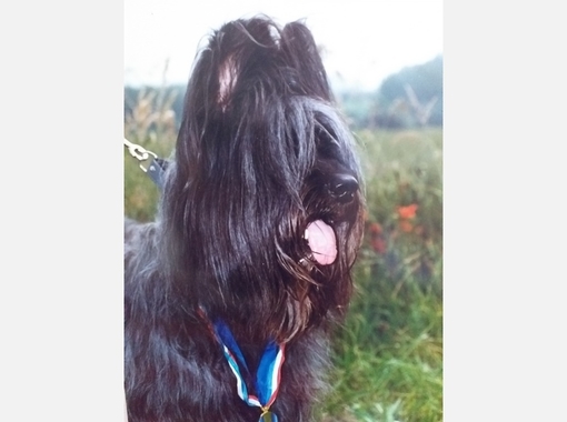 jeune chien
