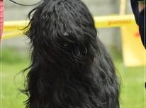 jeune chien