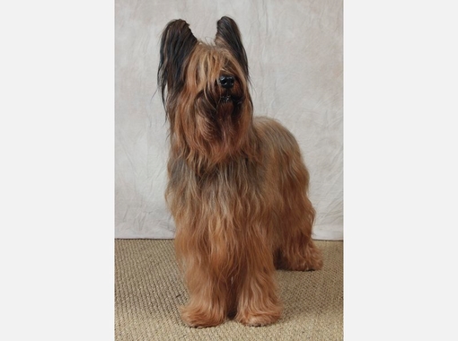jeune chien