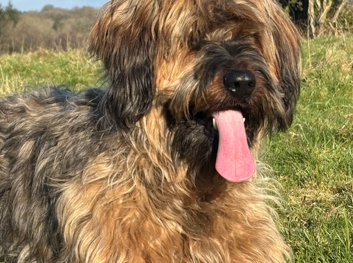 jeune chien