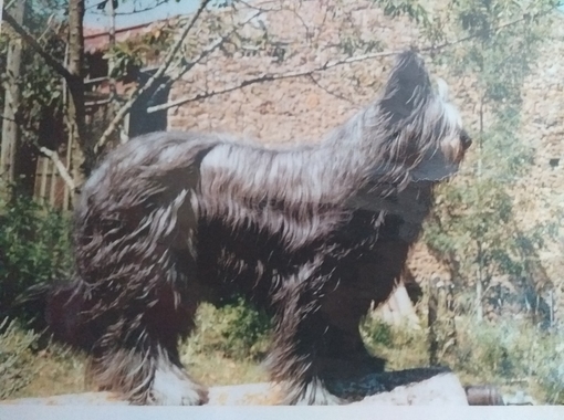 jeune chien
